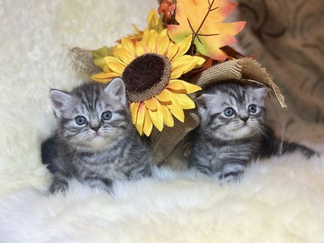 Wunderschöne BKH Kitten mit Stammbaum