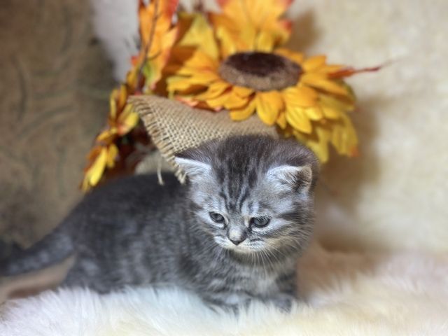 Wunderschöne BKH Kitten mit Stammbaum