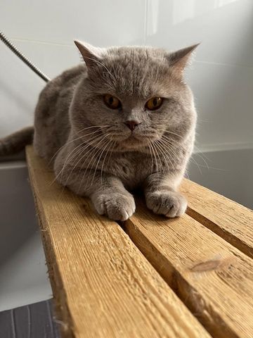 Wunderschöne BKH Kitten mit Stammbaum