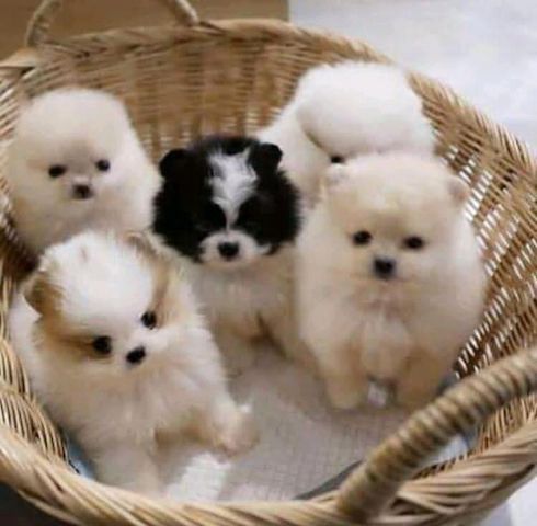 Mini Pomeranian-WHATSAPP:+4915510348975