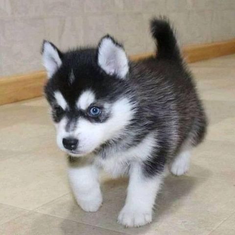 POMSKY-WHATSAPP..+4915510348975