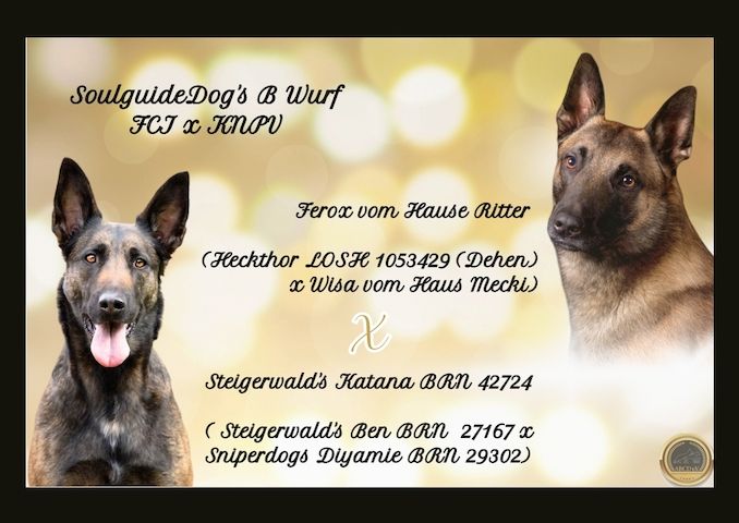 Wurfankündigung FCI x KNPV