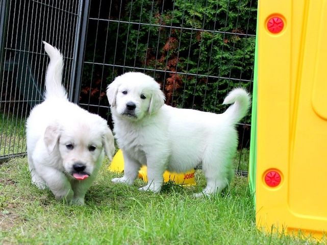 Golden Retriever-WHATSAPP:+4915510348975