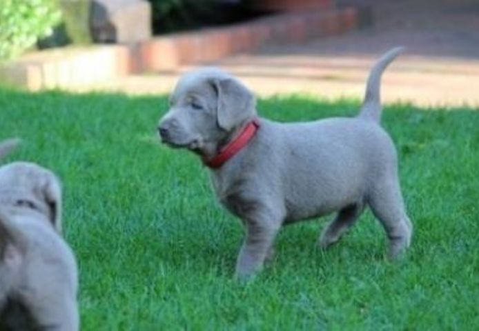 Labradorwelpen;WHATSAPP: +4915510348975