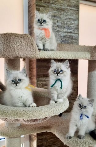 Süße Sibirische Katze-WHATSAPP: +4368120926227