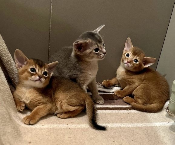 Süße Abessinierkatze-WHATSAPP: +4368120926227
