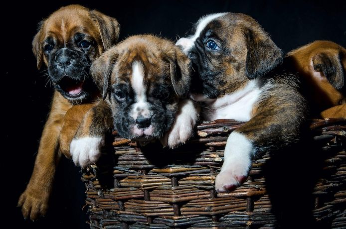 Kleinen Boxer Welpen 3 Monate alt