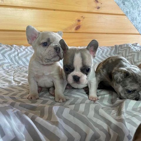 Reinrassiger Französischer Bulldoggen Welpen