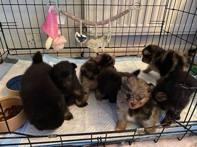 Pomeranien-Zwergspitz-WHATSAPP..+4915510348975