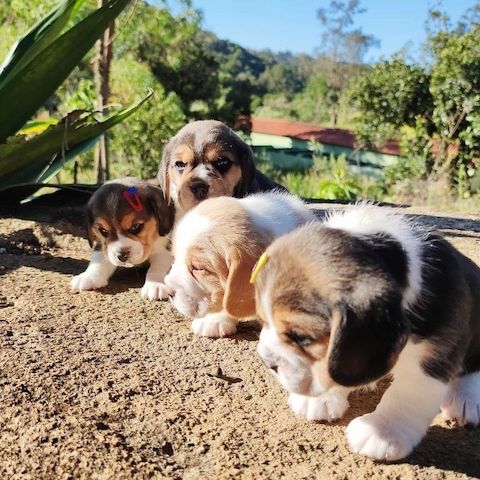 Reinrassiger Beagle Welpen