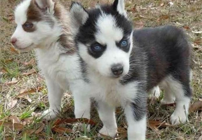 Siberian Husky WHATSAPP..+4915217519768