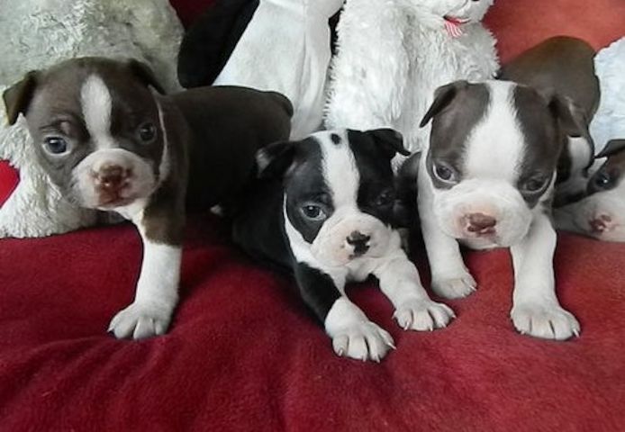 Boston Terrier Welpen -WHATSAPP:+4915510348975