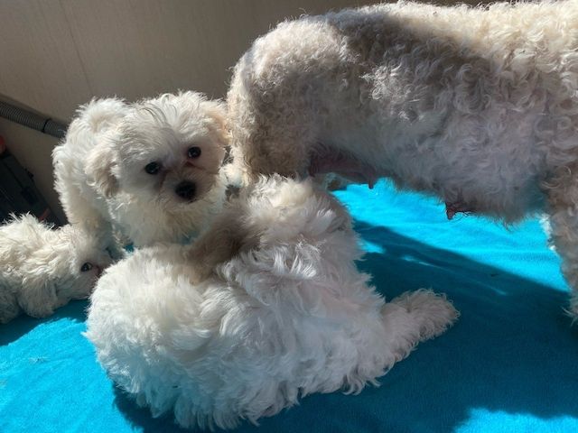 Nette M und W Maltepoo Welpen