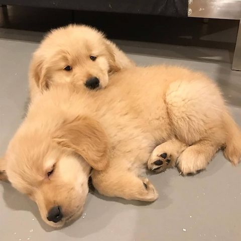 Golden Retriever-WHATSAPP:+4915217519768