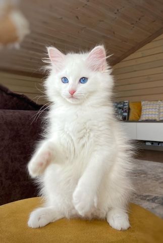 Süße Sibirische Katze-WHATSAPP: +4915217519768