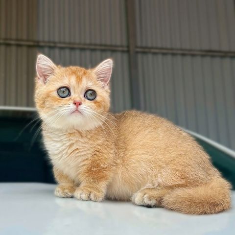 Süße Perserkatze-WHATSAPP:+4915510348975