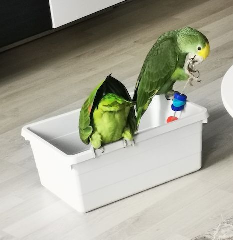 2 Doppelgelbkopfamazonen (männlich)