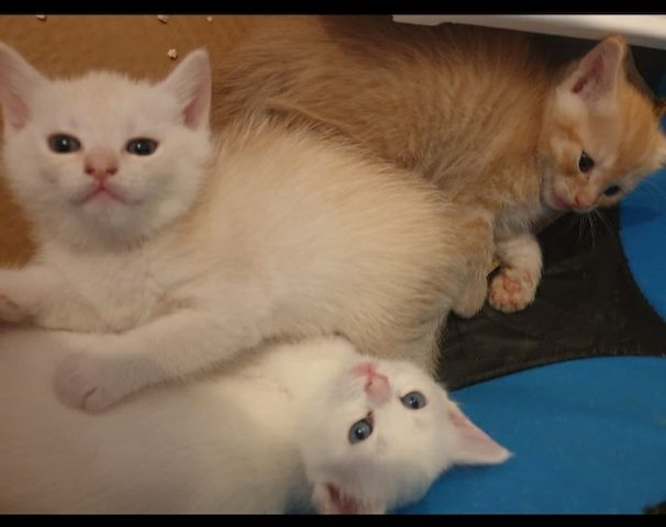 Babykatzen