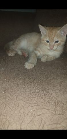 Babykatzen