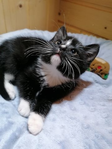 Kitten Katzenbaby Katzenwelpen Handaufzucht