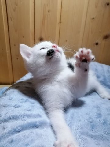 Kitten Katzenbaby Katzenwelpen Handaufzucht