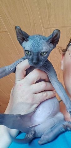 Sphynx Canadian Elf kater 3 Monate!