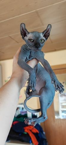 Sphynx Canadian Elf kater 3 Monate!