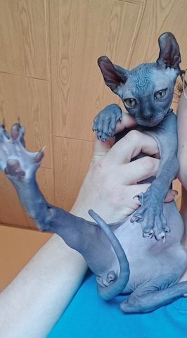 Sphynx Canadian Elf kater 3 Monate!