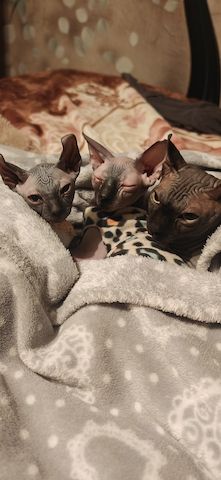 Sphynx Canadian Elf kater 3 Monate!