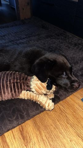 Labrador welpe