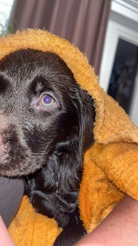 Labrador welpe
