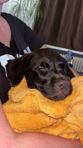 Labrador welpe