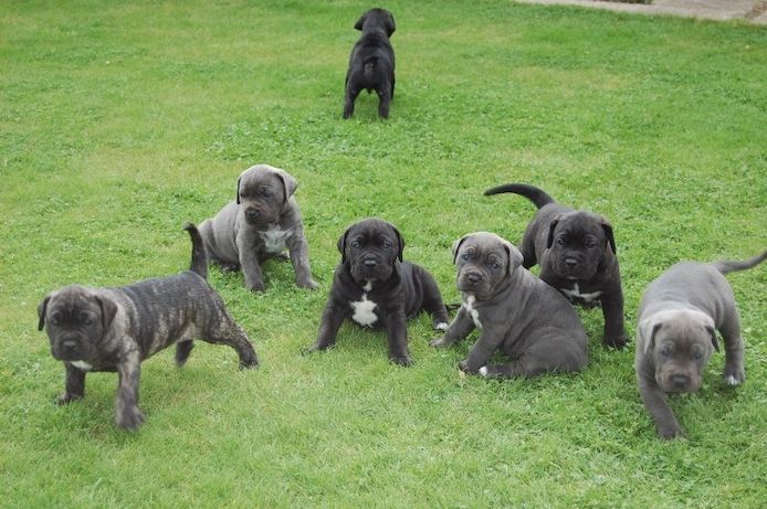 Wunderschöne Cane Corso welpen