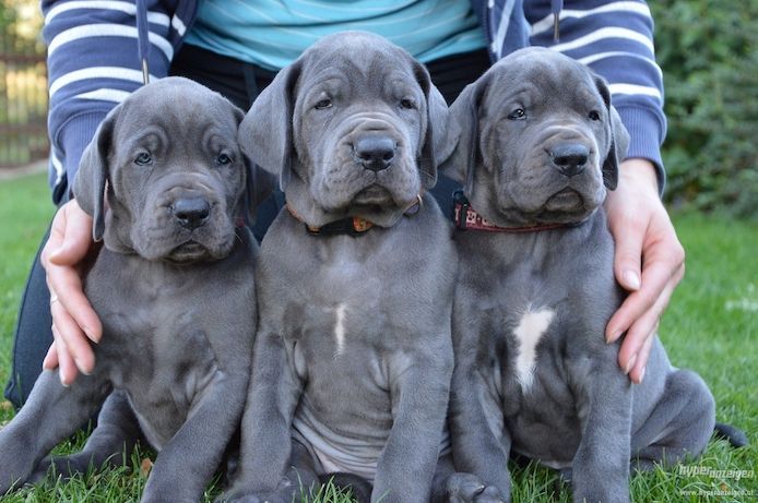 Deutsche doggen welpen
