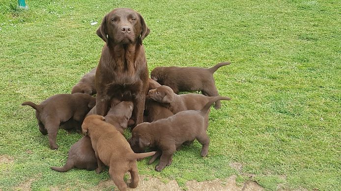 Labradorwelpen;WHATSAPP: +4915510348975