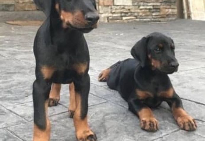 Süße Dobermann-WHATSAPP..+4915217519768