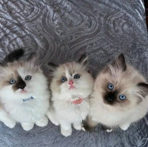 Süße Ragdoll Kitten-WHATSAPP: +4915510348975