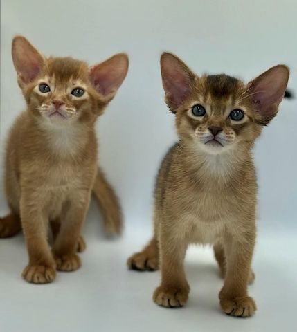 Süße Abessinierkatze-WHATSAPP: +4915510348975