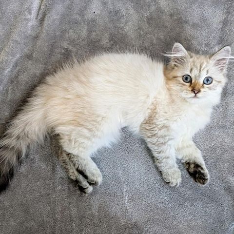 Süße Sibirische Katze-WHATSAPP:+4915510348975