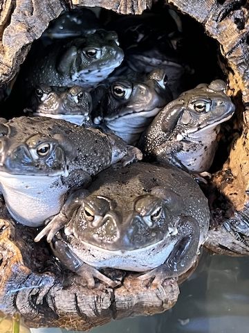 Coloradokröte, Bufo Alvarius, Sonoran Desert Toad