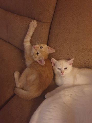 Babykatzen