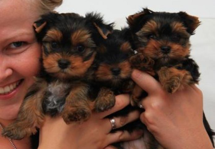 Yorkshire Terrier 12 Wochen mit Papieren