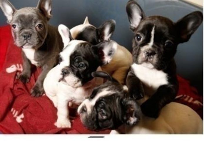 Exclusive Französische Bulldogge, Welpen