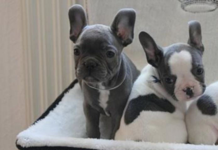 Französische Bulldogge Welpen sucht seine Familie