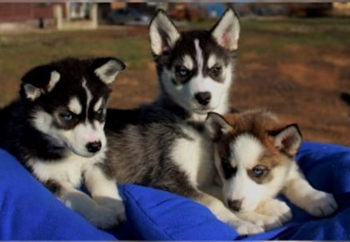 Große Siberian Husky-Welpen