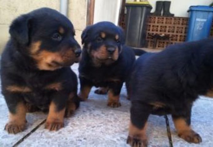 Rottweiler Welpen mit Ahnentafel!