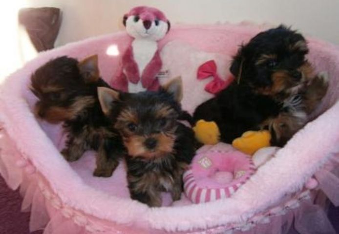 S?sse Mini Yorkshire Terrier Welpen