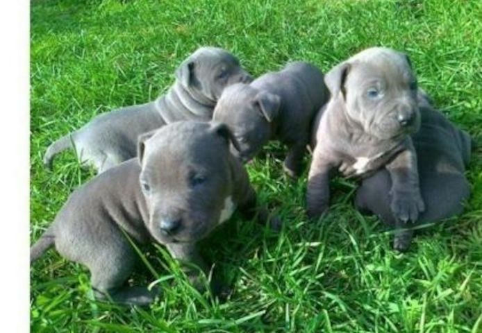 Super American Staffordshire Welpen Blue Line