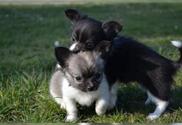 Bildhübsche Chihuahua Welpen mit FCI Papiere