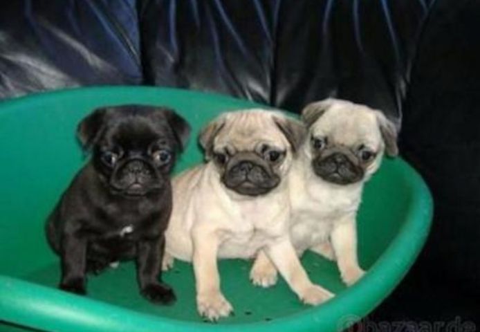Perfekte Mops Welpen 12 Wochen Alt